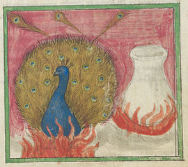 Datei:Aurora consurgens peacock.jpg